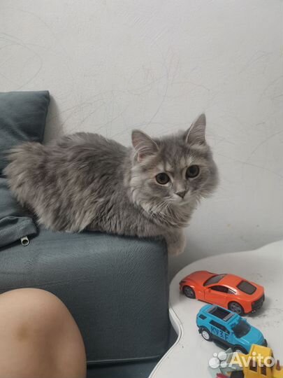 Кошка бобтейл