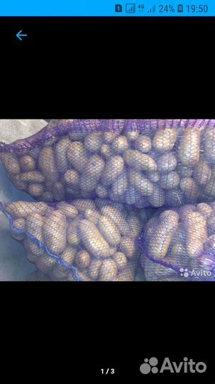 Картофель Голландка(настоящая)