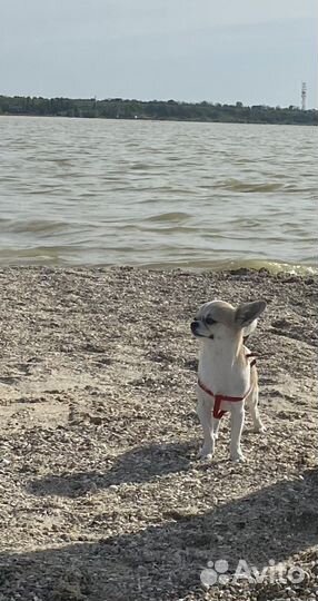 Вязка чихуахуа мальчик