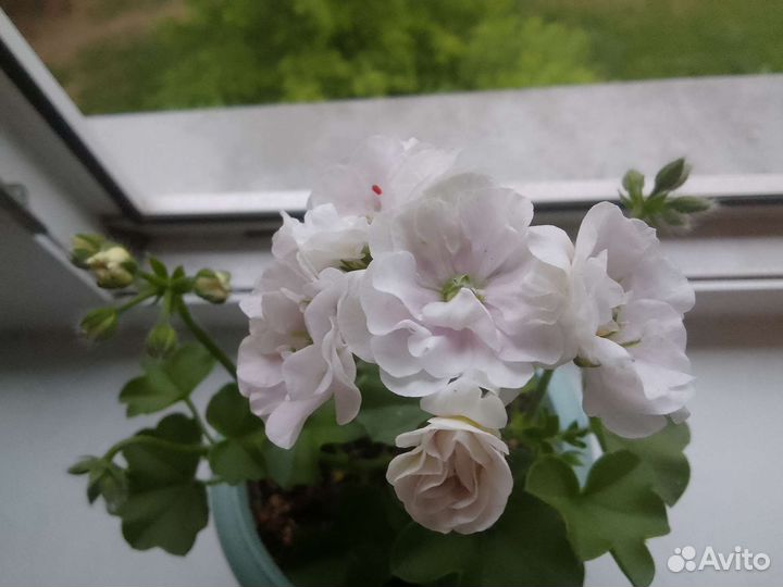 Плющелистная пеларгония