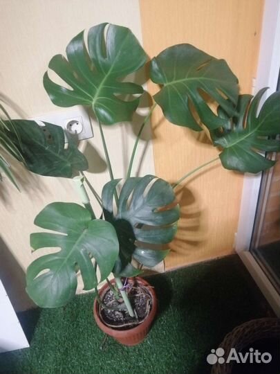 Монстера, бегония и др. комнатные цветы