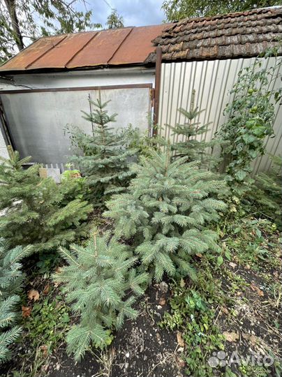 Голубые Ели