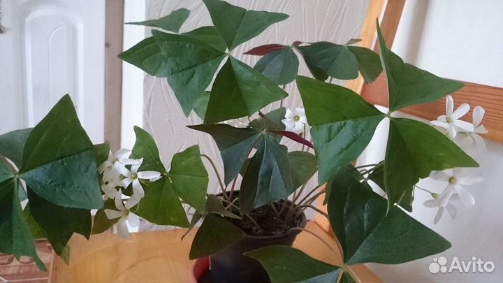 Цветущая кислица, оксалис, бабочка