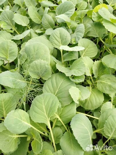 Рассада помидоры, перец, баклажаны, капуста, цветы