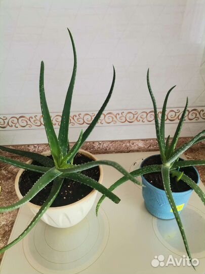 Алоэ вера комнатный цветок