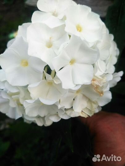 Флоксы, хосты, вербенник, энотера