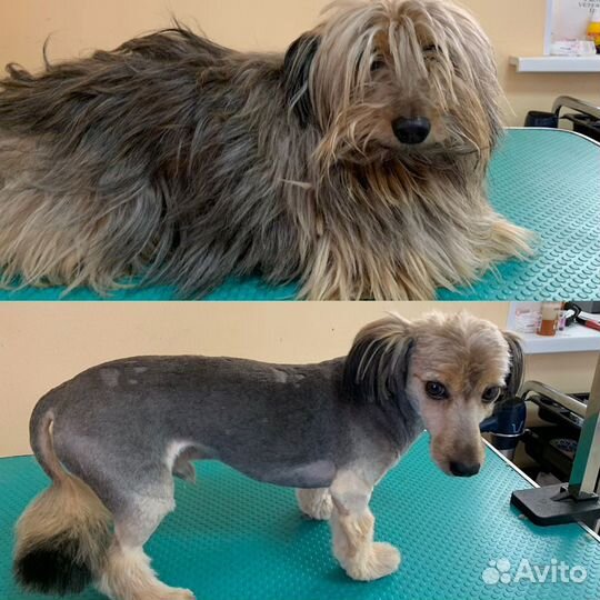 Груминг кошек и собак