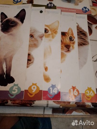 Котята The Cat collection