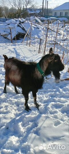 Нубийский козел