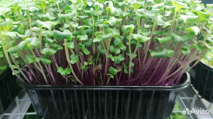 Микрозелень