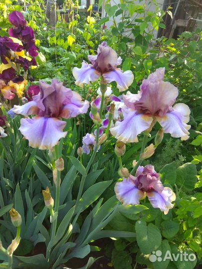 Цветы для сада