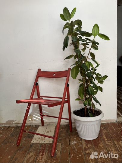 Цветы домашние в горшках