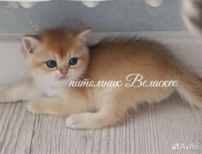 Золотой британчик