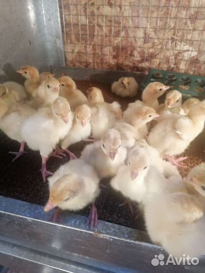 Индюшата хайбрид конвертер