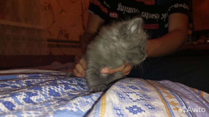 Кошки в добрые руки бесплатно