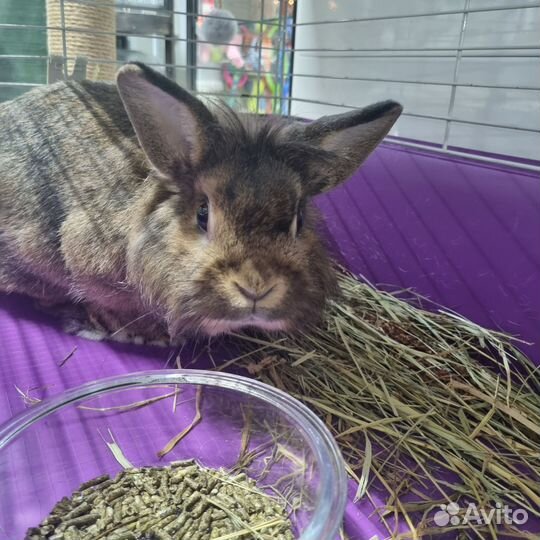 Карликовый кролик