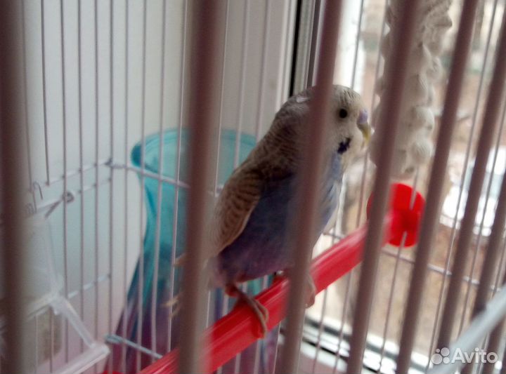 Молодой волнистый попугай