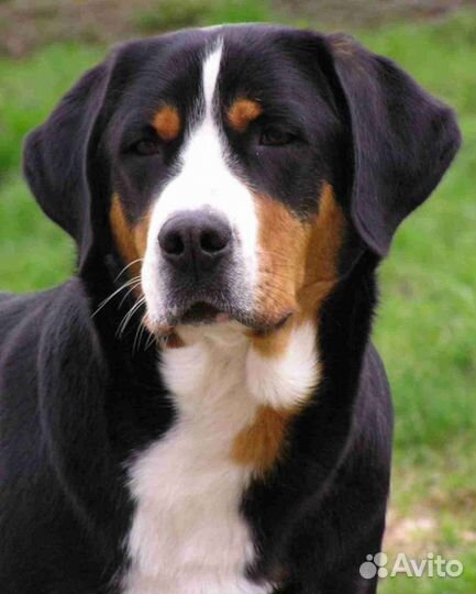 Выгул собак