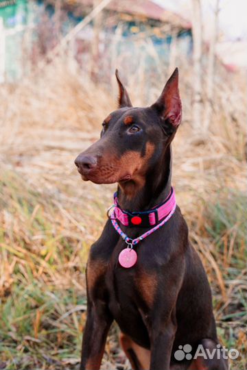 Доберман щенок девочка