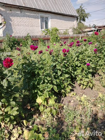 Георгины клубни