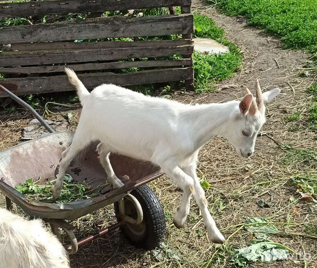 Козье молоко творог