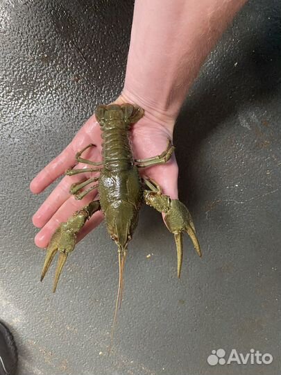 Раки живые крупные средние