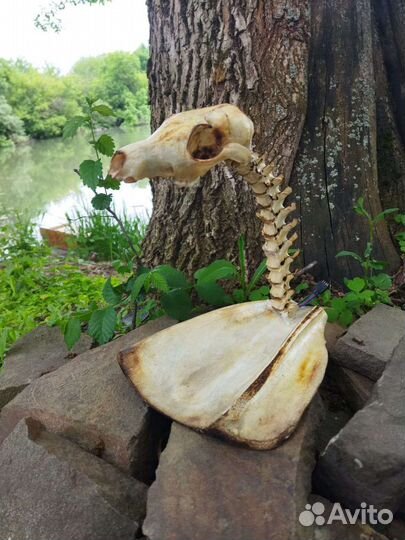 Ночник череп