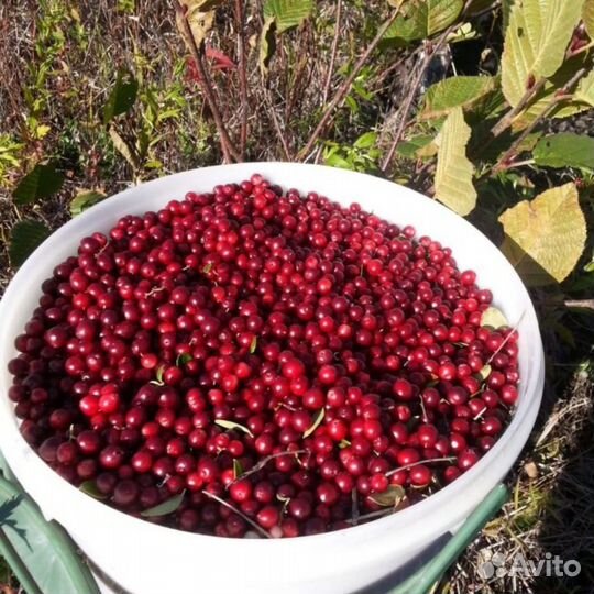 Брусника свежая