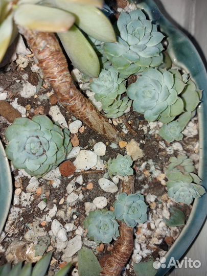 Эхеверия, крассула