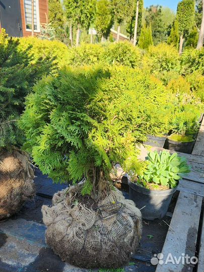 Туя шаровидная Даника, глобоза, вудварди
