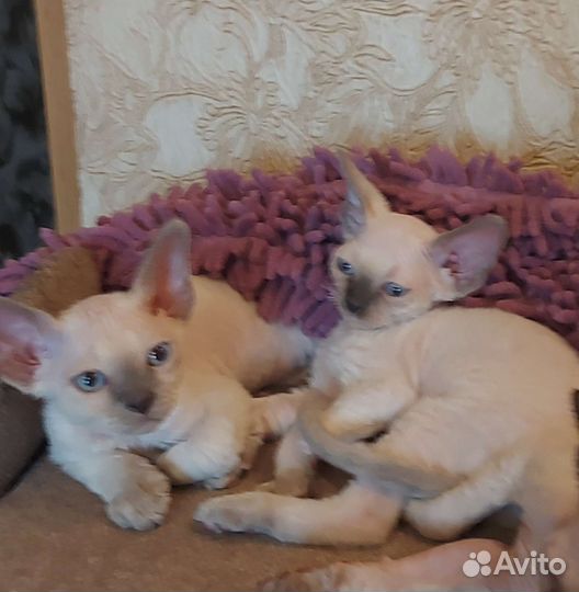 Котята девон-рекс