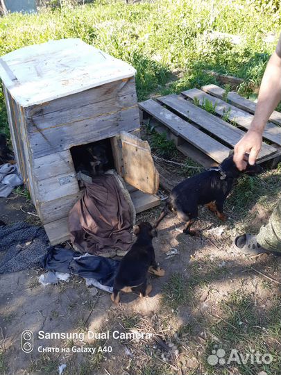 Кутята в добрые руки