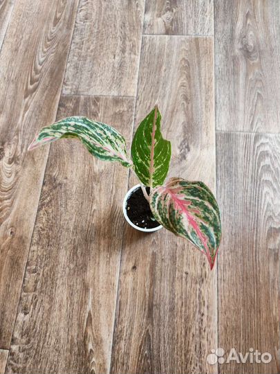 Бальзамин, авокадо, хлорофитум, аглаонема