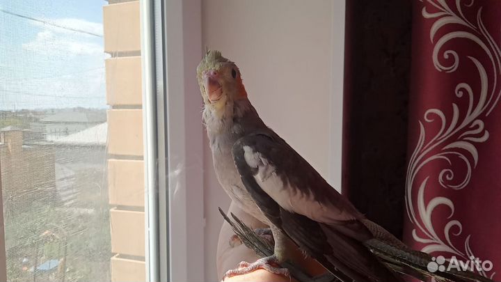 Попугай корелла птенец