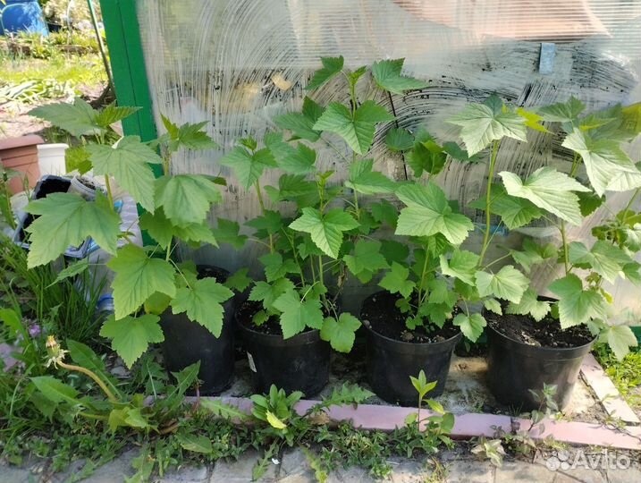 Чёрная смородина 