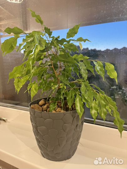 Фикус бенджамина
