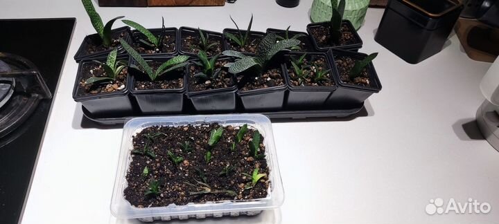 Комнатные растения