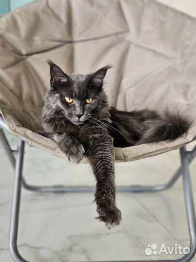 Котята мейн-кун