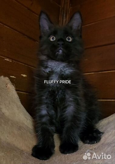 Котята мейн-кун черный мальчик