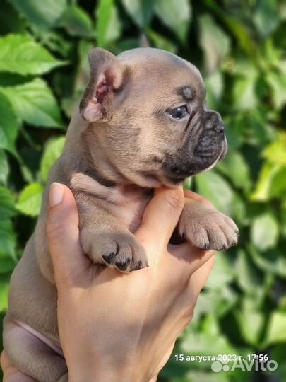 Французский бульдог