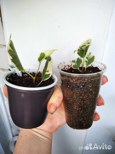 Фикусы, пеларгония, крассула, бакопа и др