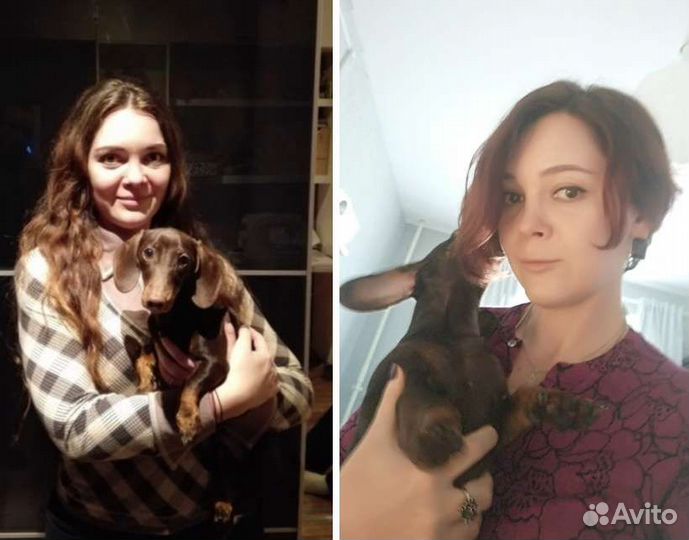 Выгул собак, зооняня, догситтер, уход за животными