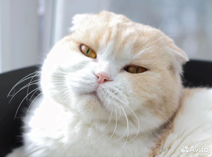 Шотландская вислоухая кошка