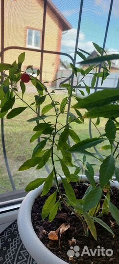 Комнатные цветы шефлера