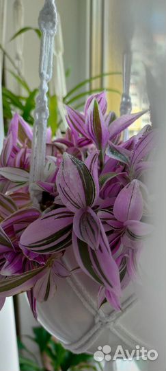 Домашние цветы