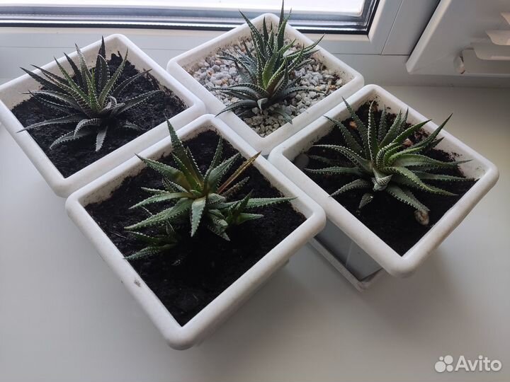 Суккуленты Хавортия Биг Бэнд / Haworthia Big Band