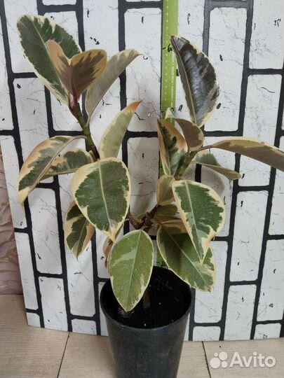 Фикус эластика