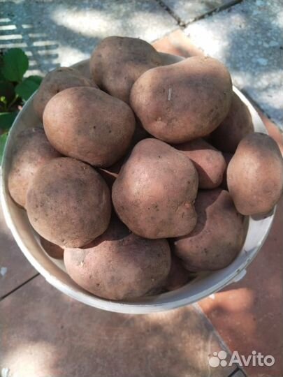 Продам картофель
