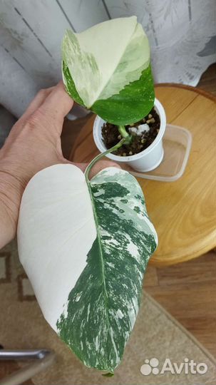 Монстера, Эпипремнум