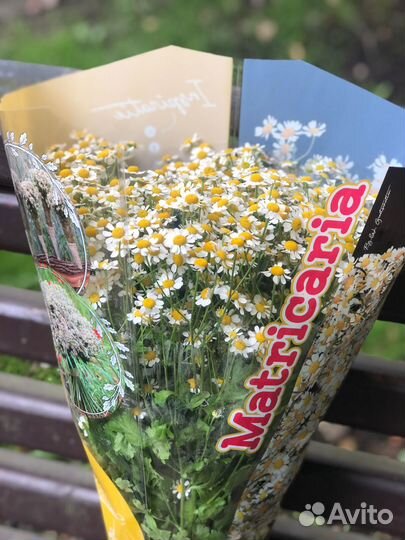 Ромашки. Танацетум. Доставка